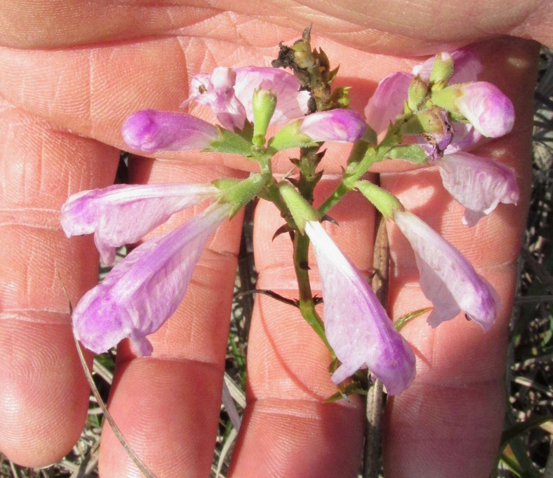 Image of obedient plant