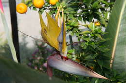 Image of Bird of paradise plant