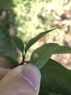 صورة Parallelodiplosis subtruncata (Felt 1907)