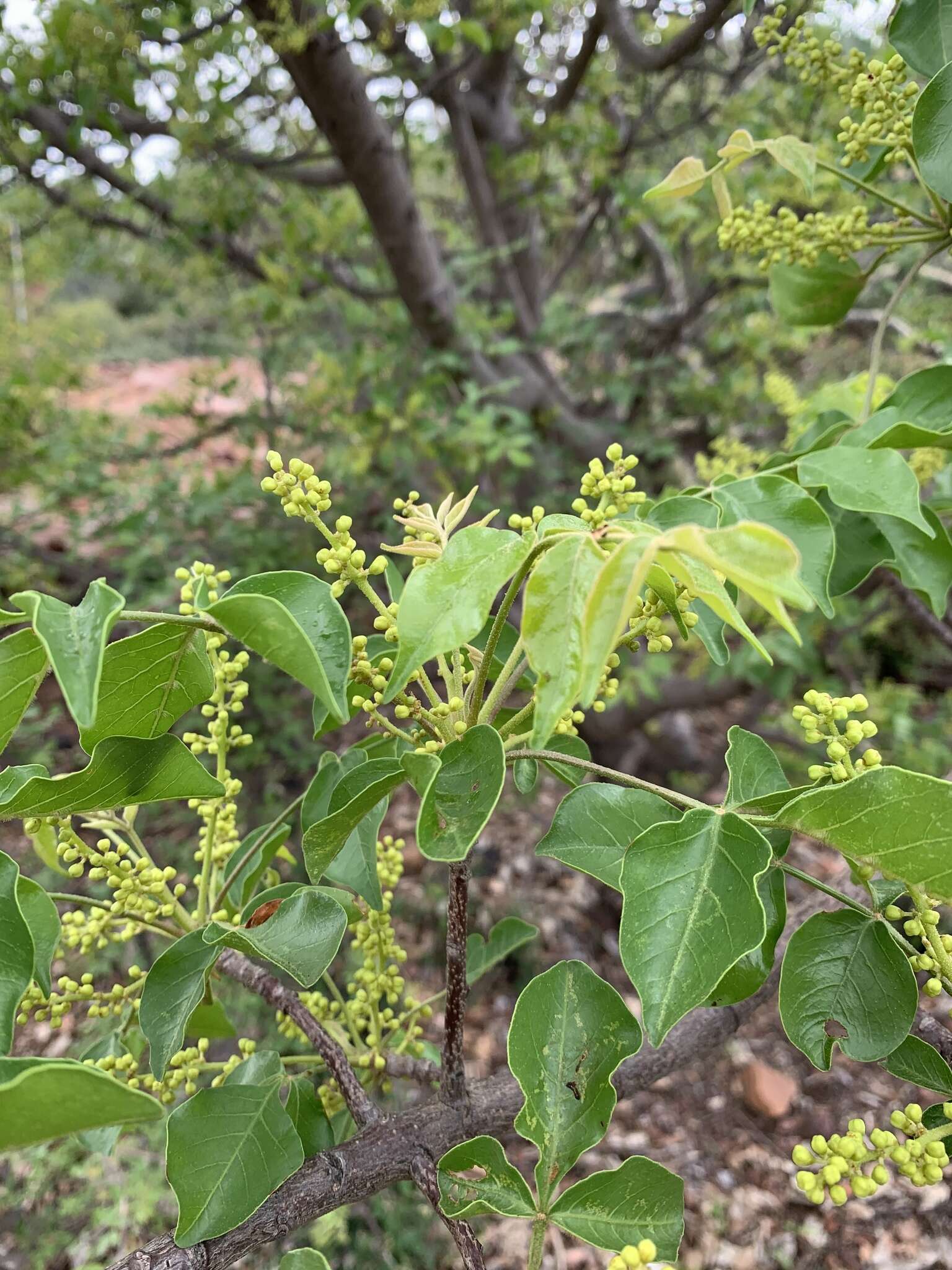 Plancia ëd Lannea schweinfurthii var. stuhlmannii (Engl.) Kokwaro