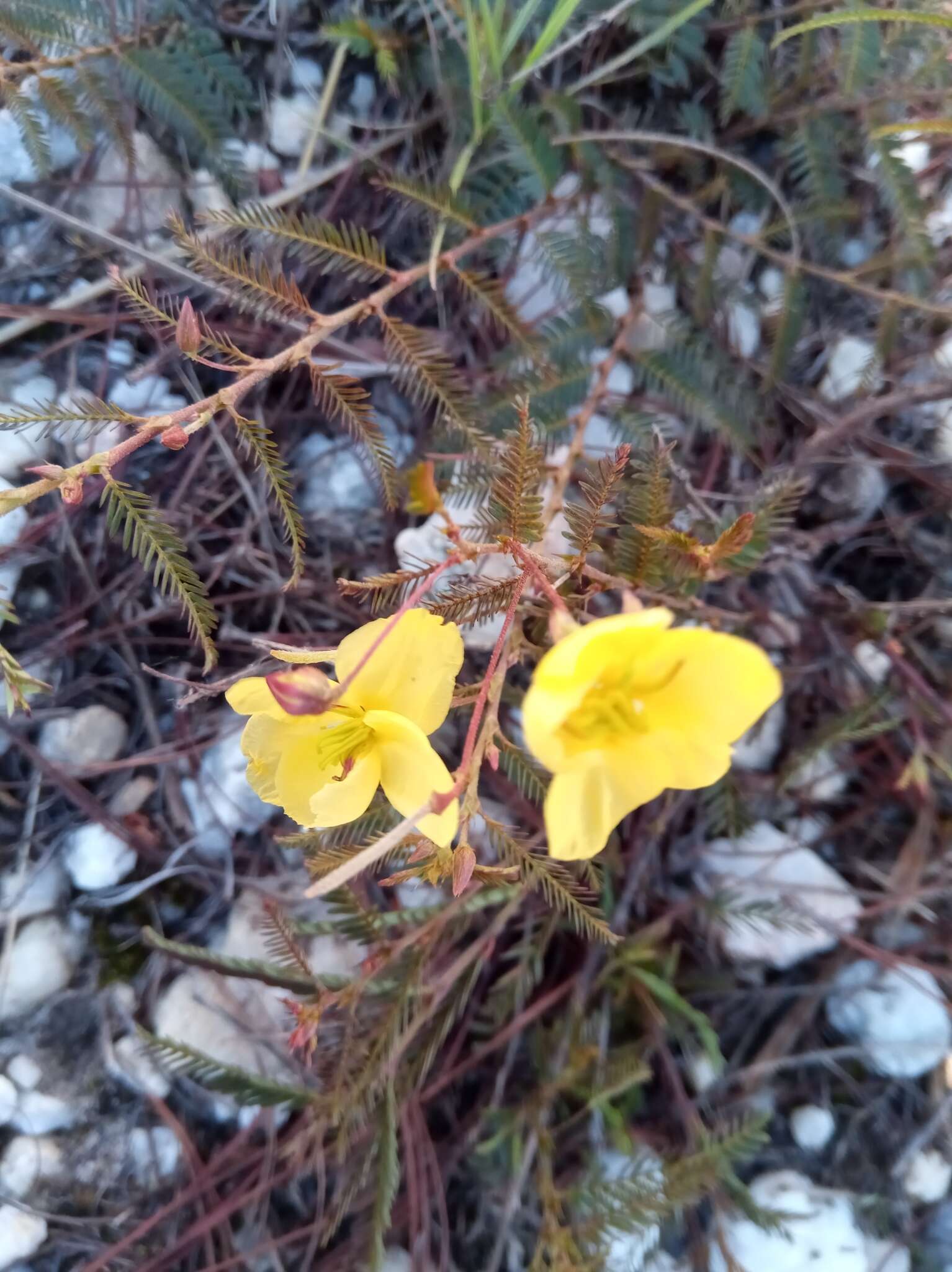 Image of Chamaecrista lateriticola (R. Vig.) Du Puy