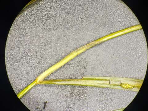 Image of Blunt-leaved Pondweed