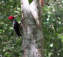 Image of Pale-billed Woodpecker