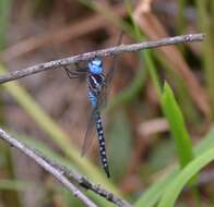 Image of Spatterdock Darner