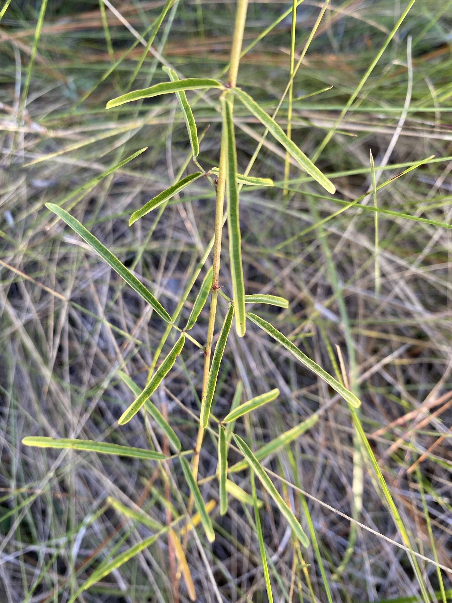 Imagem de Desmodium tenuifolium Torr. & A. Gray