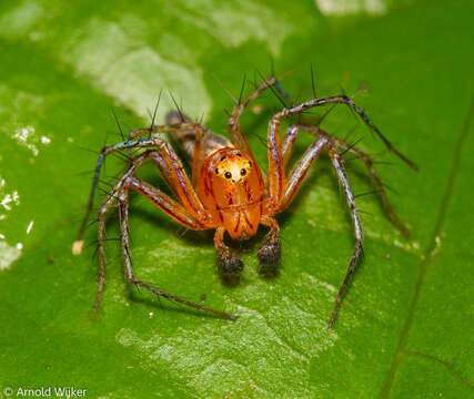 Image of Oxyopes incertus Mello-Leitão 1929