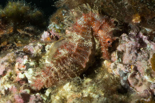 Image of Long-snouted Seahorse