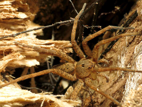 Image of Dolomedes vittatus Walckenaer 1837