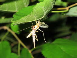 Neoxabea bipunctata (De Geer 1773) resmi