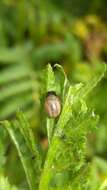 Image of Chrysolina graminis