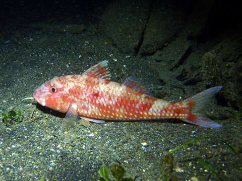 Image of Cinnabar goatfish