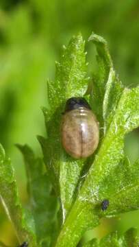 Image of Chrysolina graminis