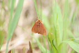 صورة Spilosoma pteridis Edwards 1874