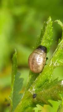 Image of Chrysolina graminis