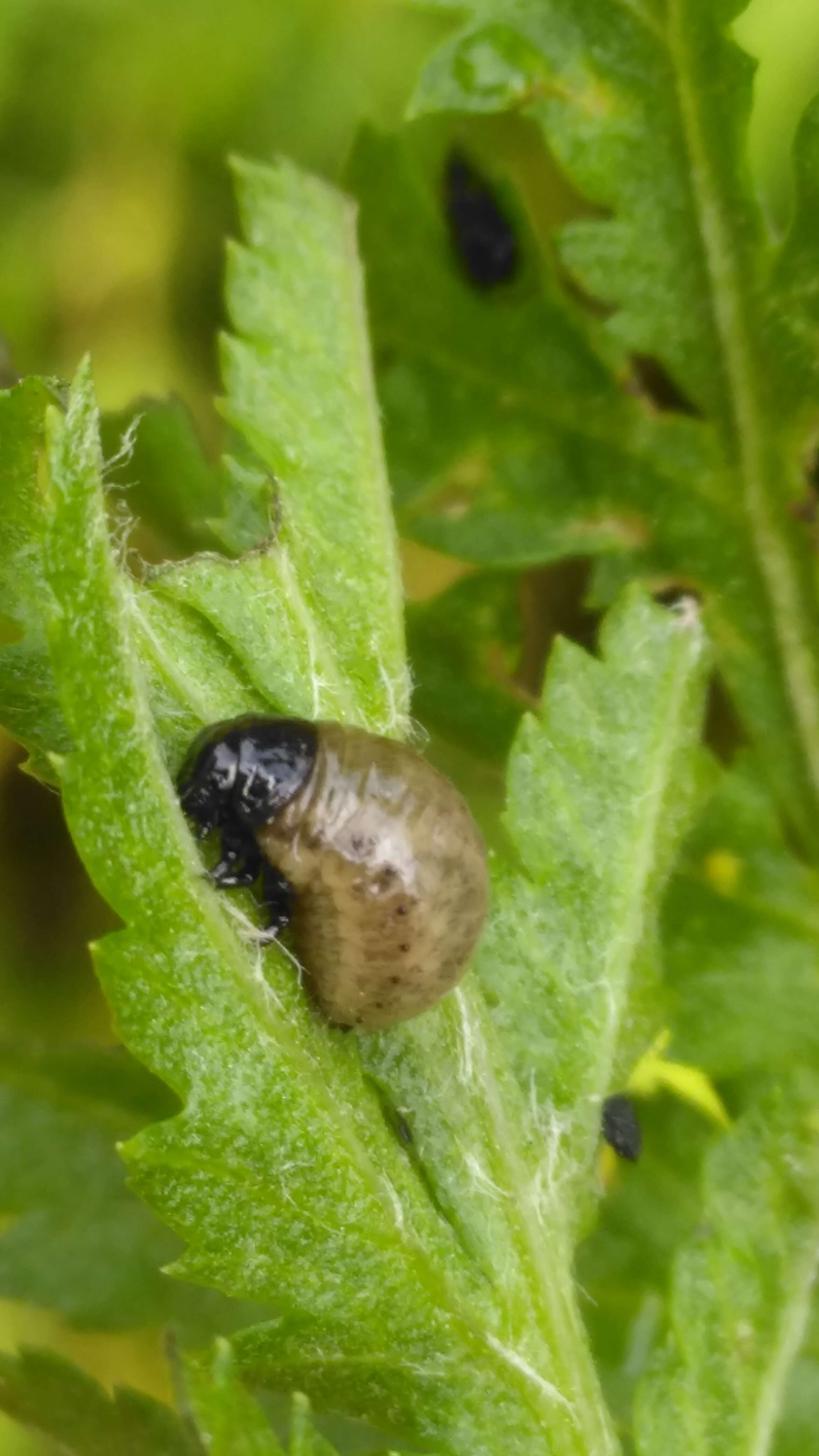 Image of Chrysolina graminis