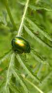 Image of Chrysolina graminis