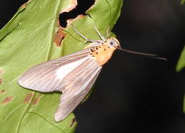 Image of Asota subsimilis Walker 1864