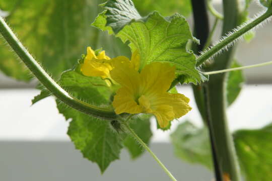 Image of Cucumis melo var. cantalupensis