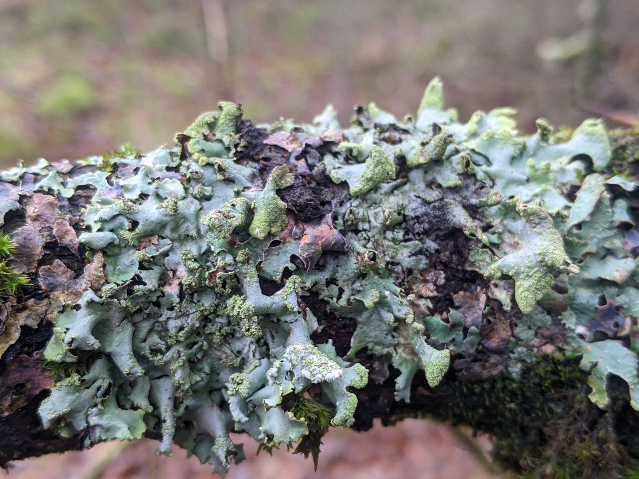 Image of Hypotrachyna lichen