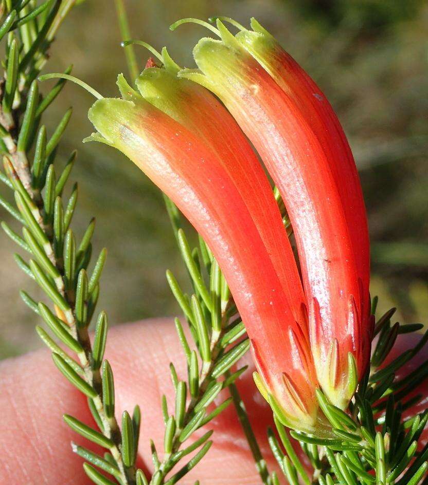 Image of Erica unicolor subsp. georgensis E. G. H. Oliv. & I. M. Oliv.