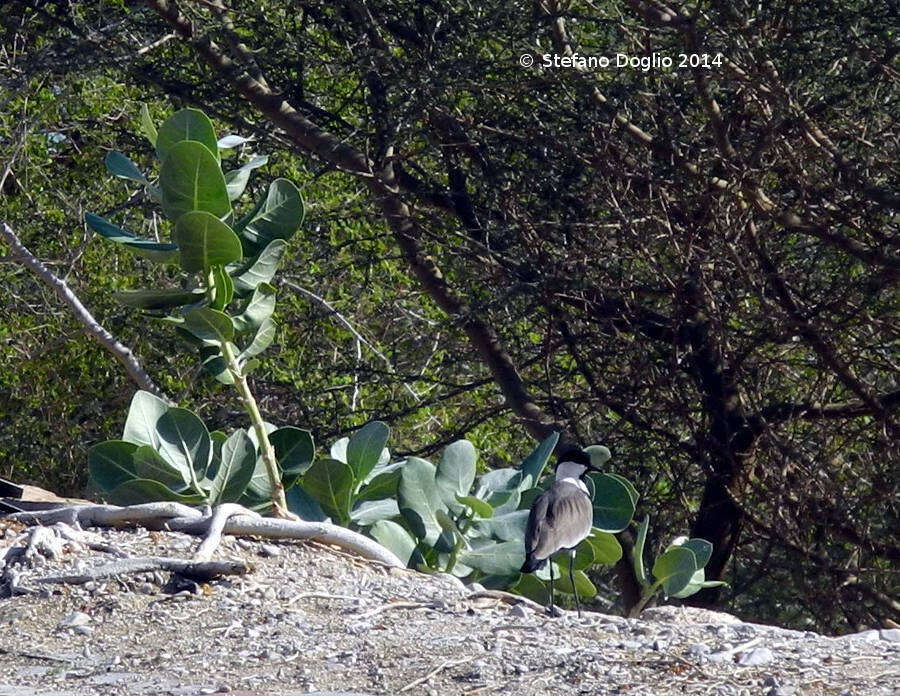 Image of spur-winged lapwing