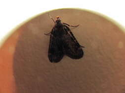 Image of Meal Moth