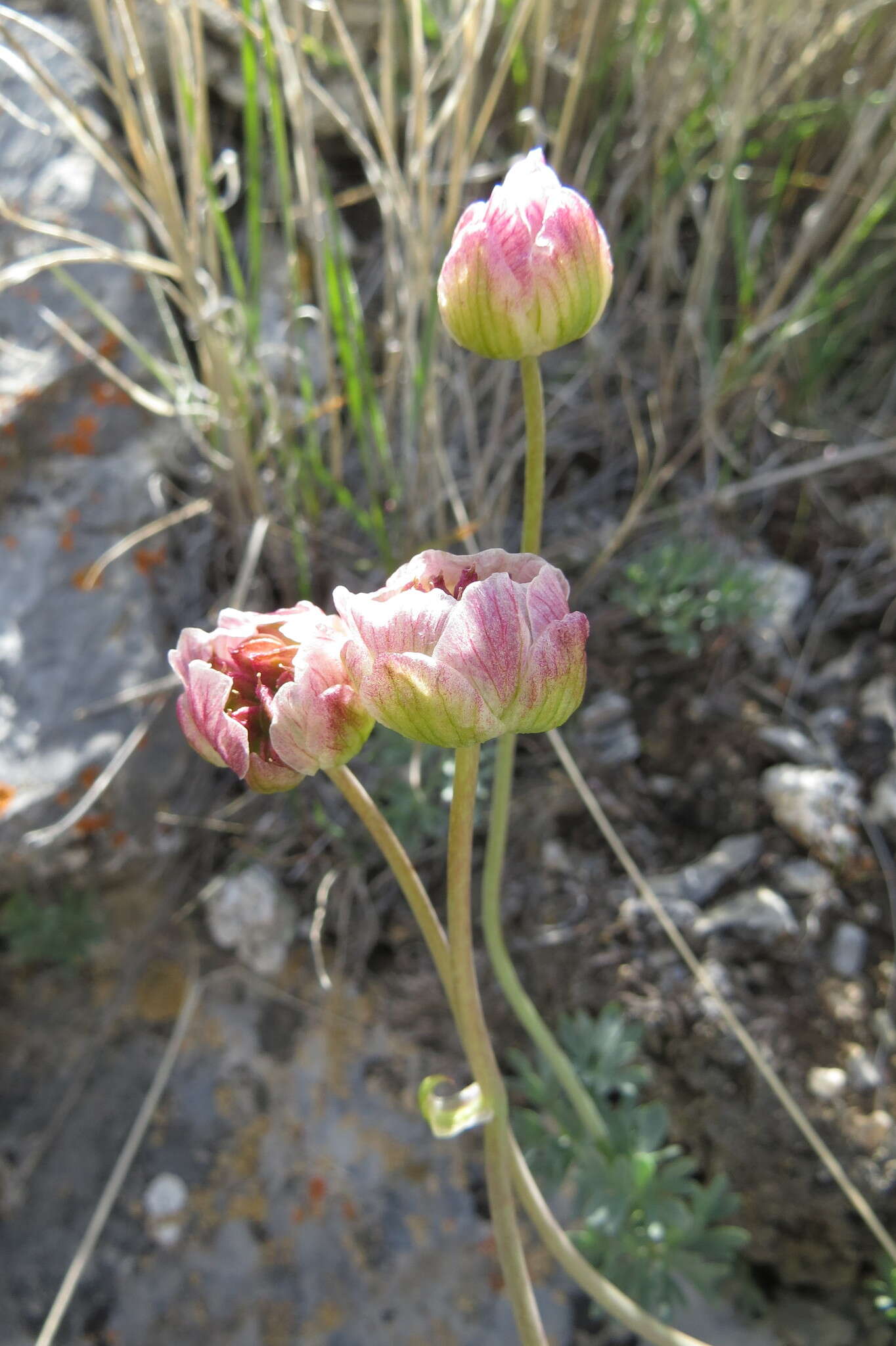 Слика од Ranunculus andersonii A. Gray