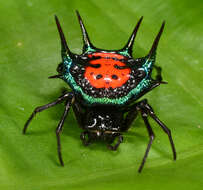 Image of Gasteracantha scintillans Butler 1873