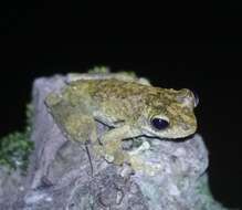 Image of Kuranda Tree Frog