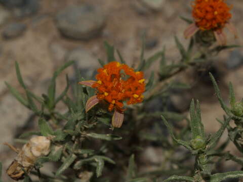 Image of shortray zinnia