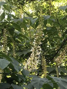 Imagem de Aesculus parviflora Walt.