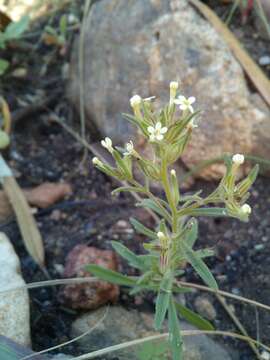 صورة Polycarena silenoides Harv. ex Benth.