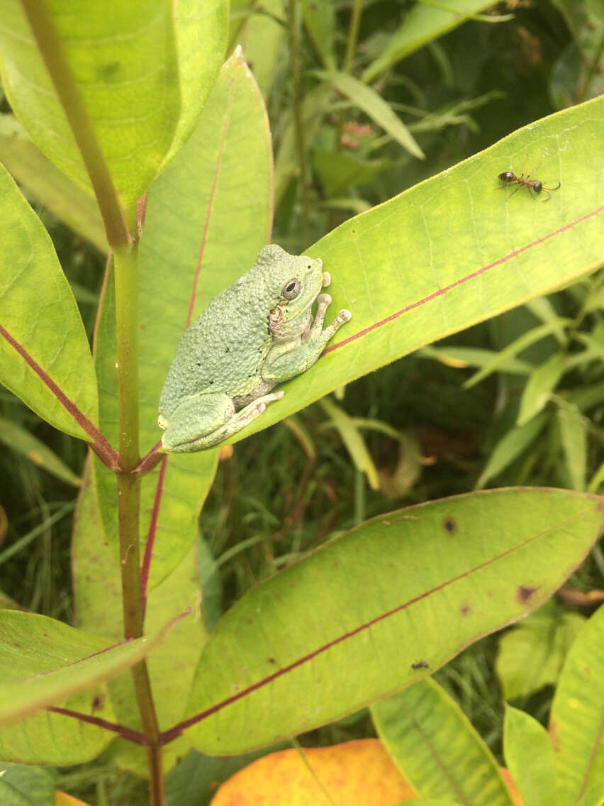 Image of Gray Treefrog