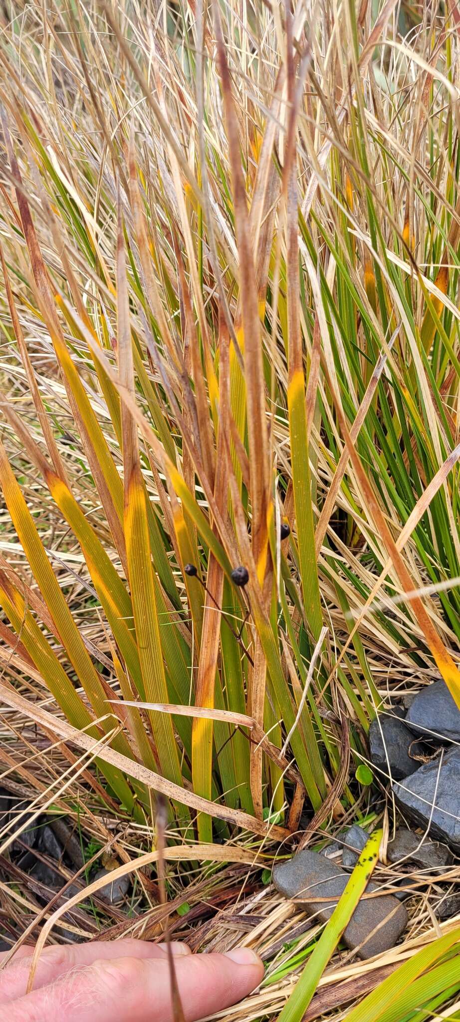 Image of Libertia peregrinans Cockayne & Allan