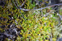 Image of Coprosma perpusilla subsp. perpusilla