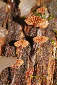 Kuehneromyces brunneoalbescens (Y. S. Chang & A. K. Mills) J. A. Cooper 2014 resmi