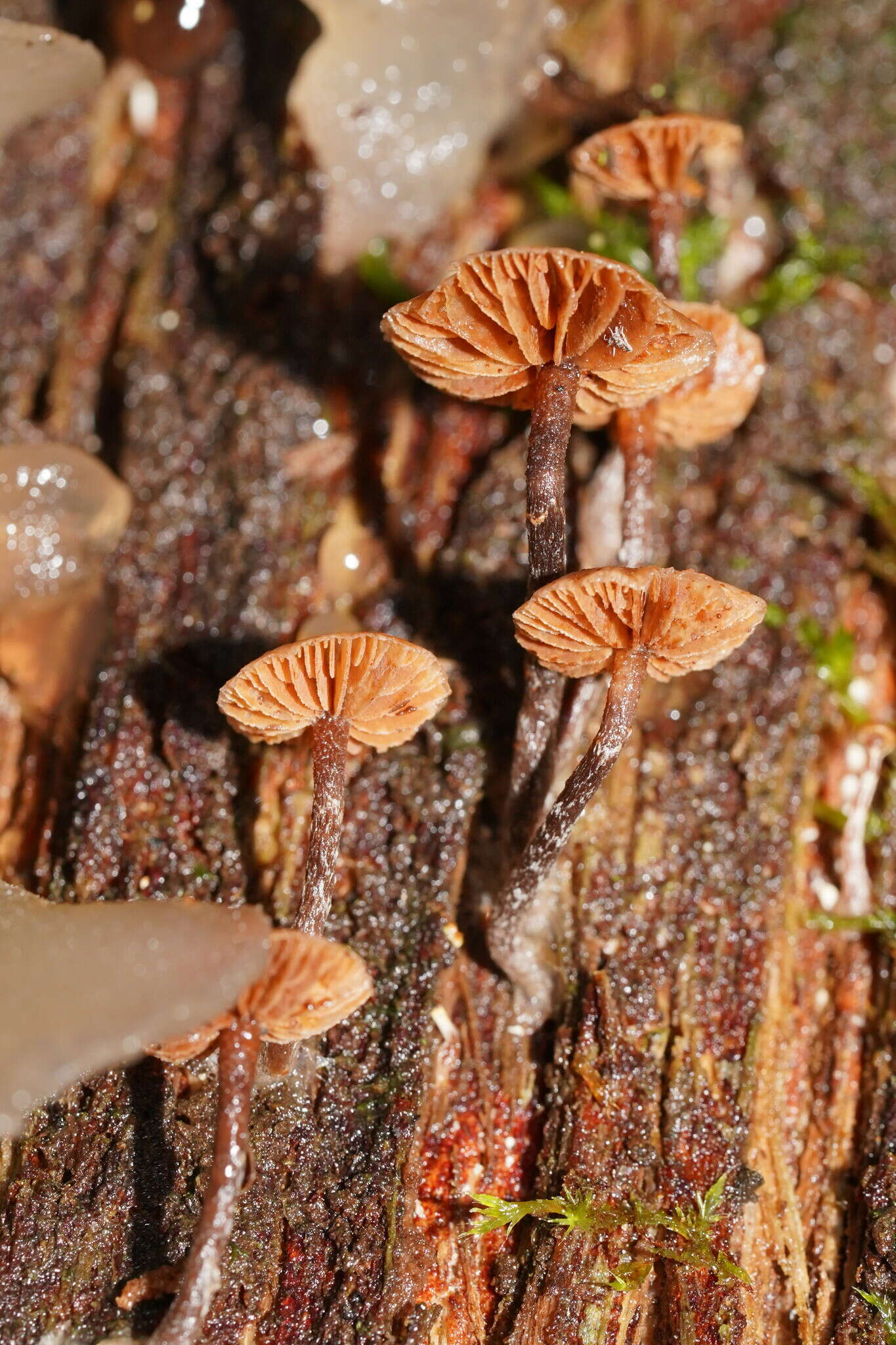 Imagem de Kuehneromyces brunneoalbescens (Y. S. Chang & A. K. Mills) J. A. Cooper 2014