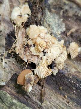 Image of Crepidotus malachioides Consiglio, Prydiuk & Setti 2008