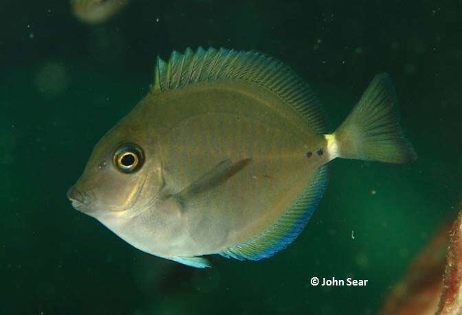 Image of Yellowspotted Sawtail