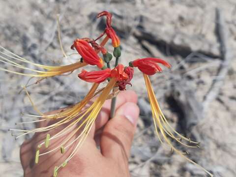 Image of Eucrosia bicolor var. bicolor