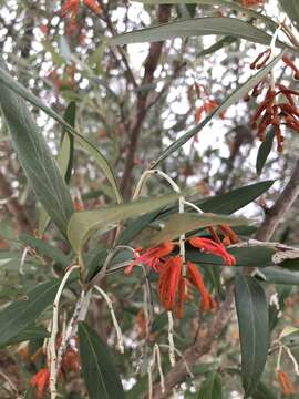 Image of Grevillea victoriae subsp. victoriae