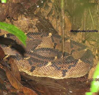 Image of Central American bushmaster