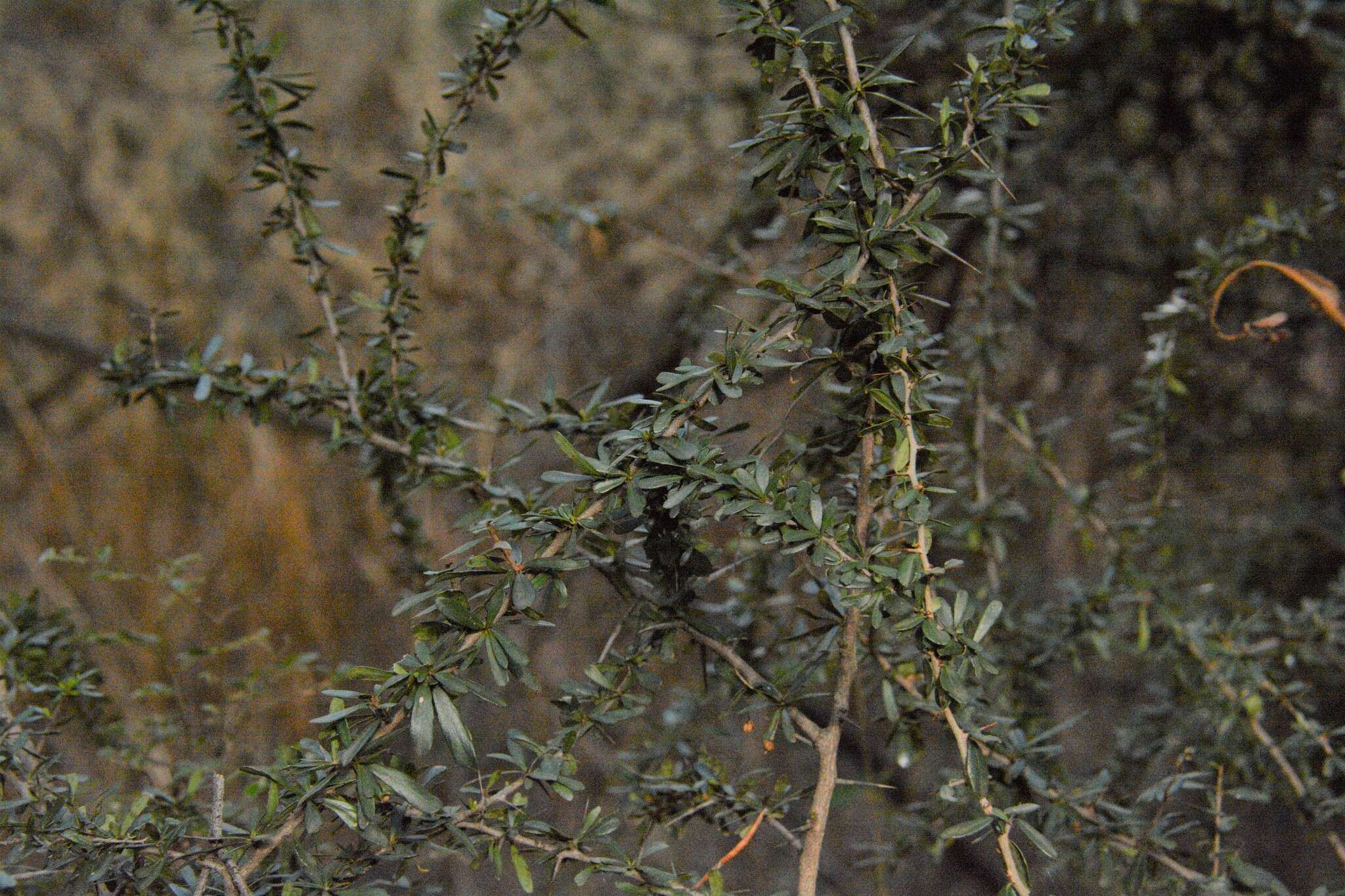 Plancia ëd Gymnosporia polyacantha subsp. vacciniifolia (Conrath) Jordaan