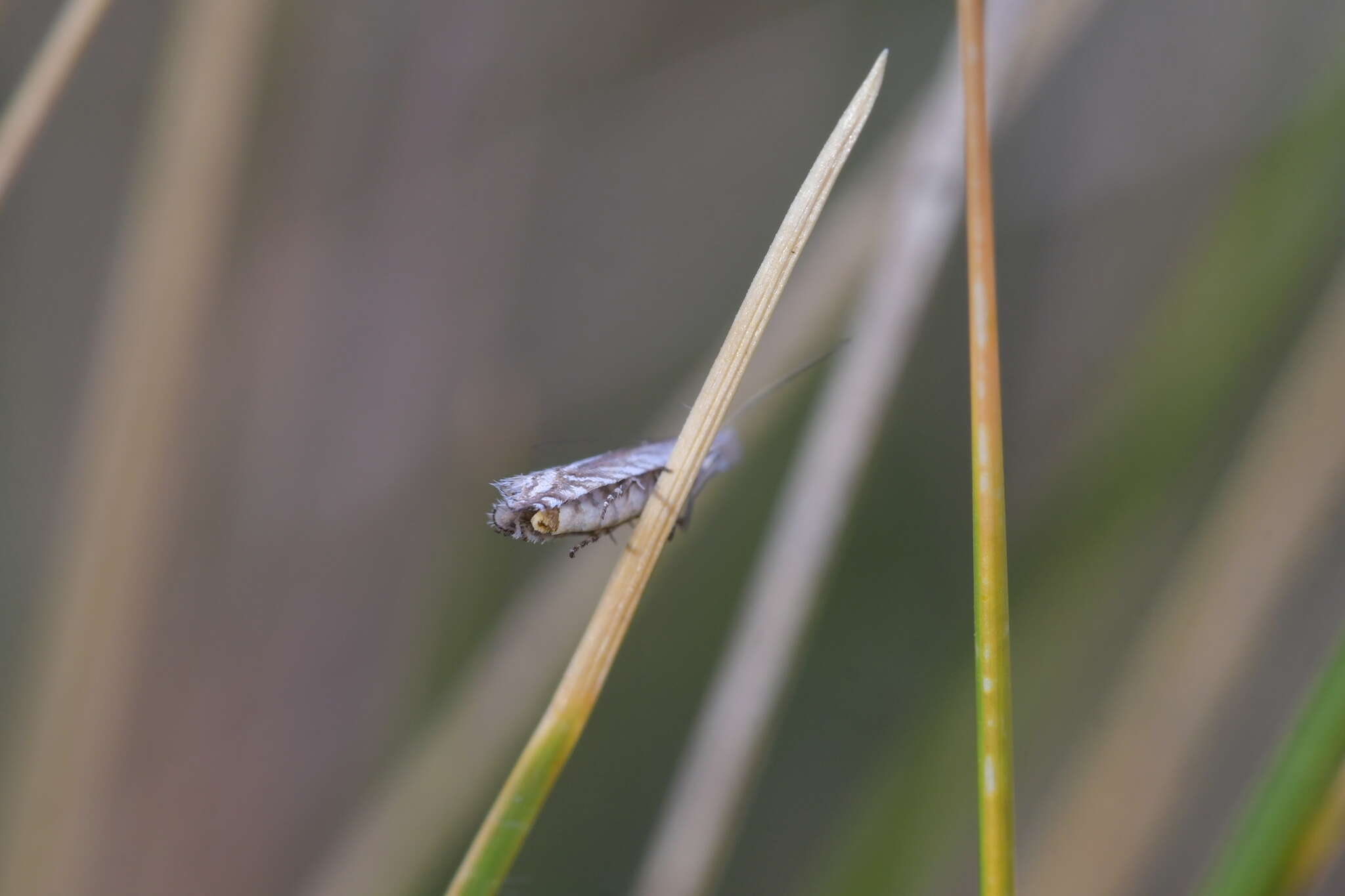 Image of Glyphipterix oxymachaera