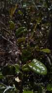 Sivun Schizolaena microphylla H. Perrier kuva