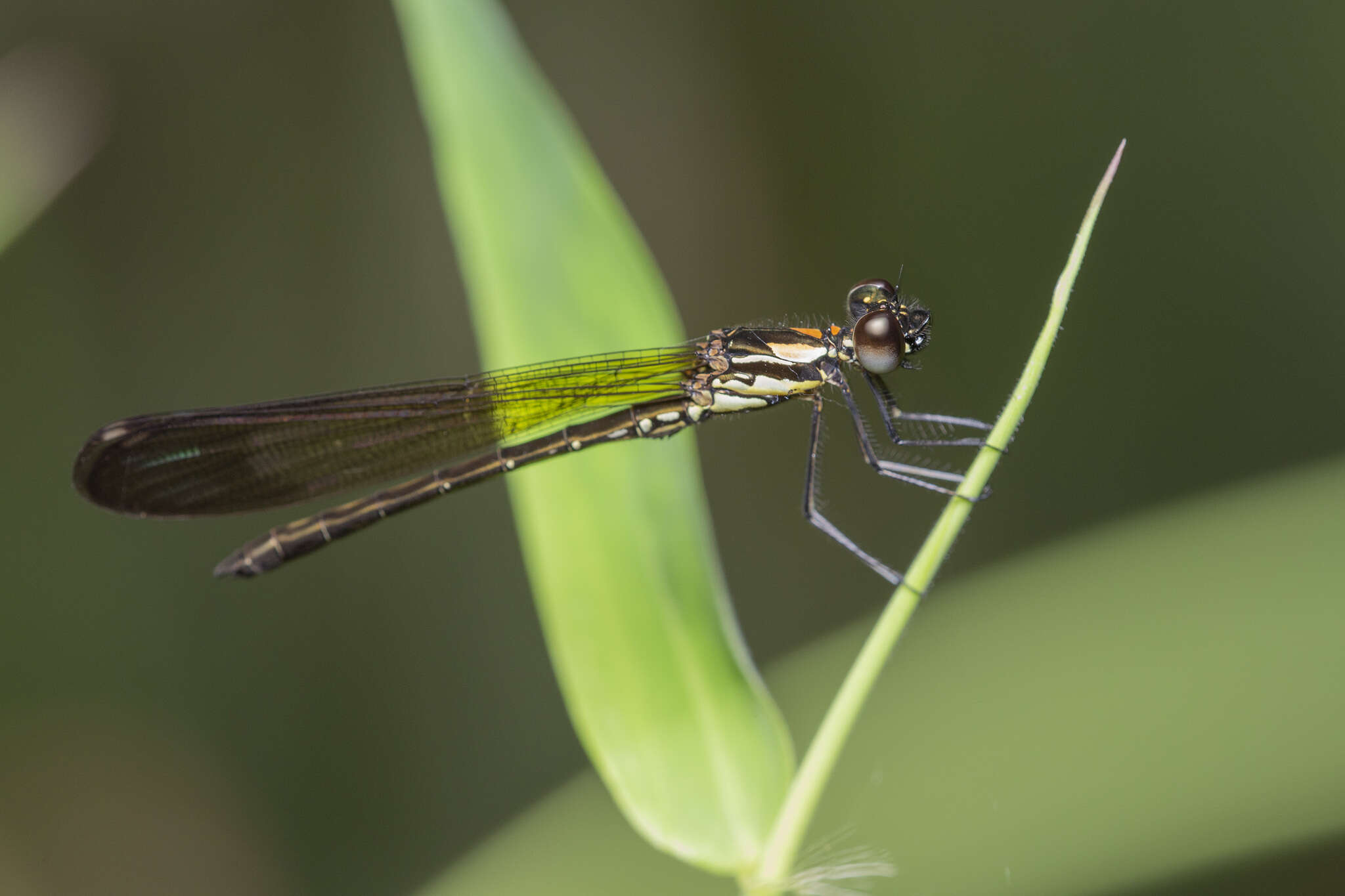 Image of Heliocypha biforata (Selys 1859)