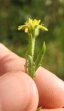 Image of Osteospermum muricatum E. Mey. ex DC.