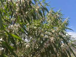 Imagem de Eremophila viscida Endl.