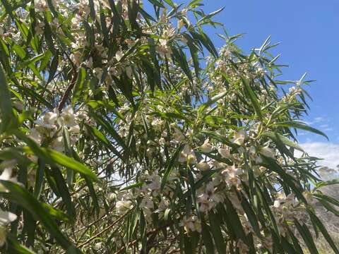 Imagem de Eremophila viscida Endl.