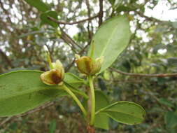 Image of Ternstroemia brasiliensis Cambess.